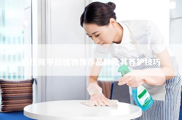 最佳除甲醛植物推荐品种及其养护技巧